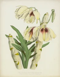 The White and Sanguine Dendrobe